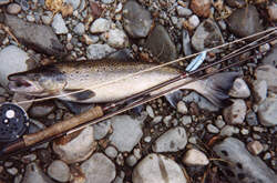 mmfishs.jpg